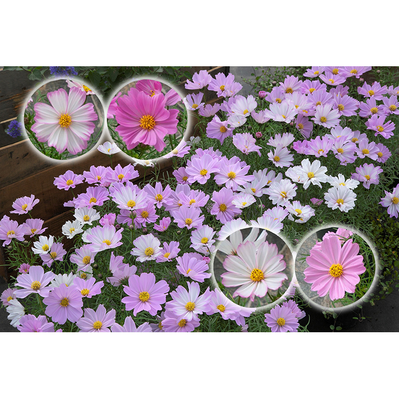 コスモス　アポロラブソング　1袋