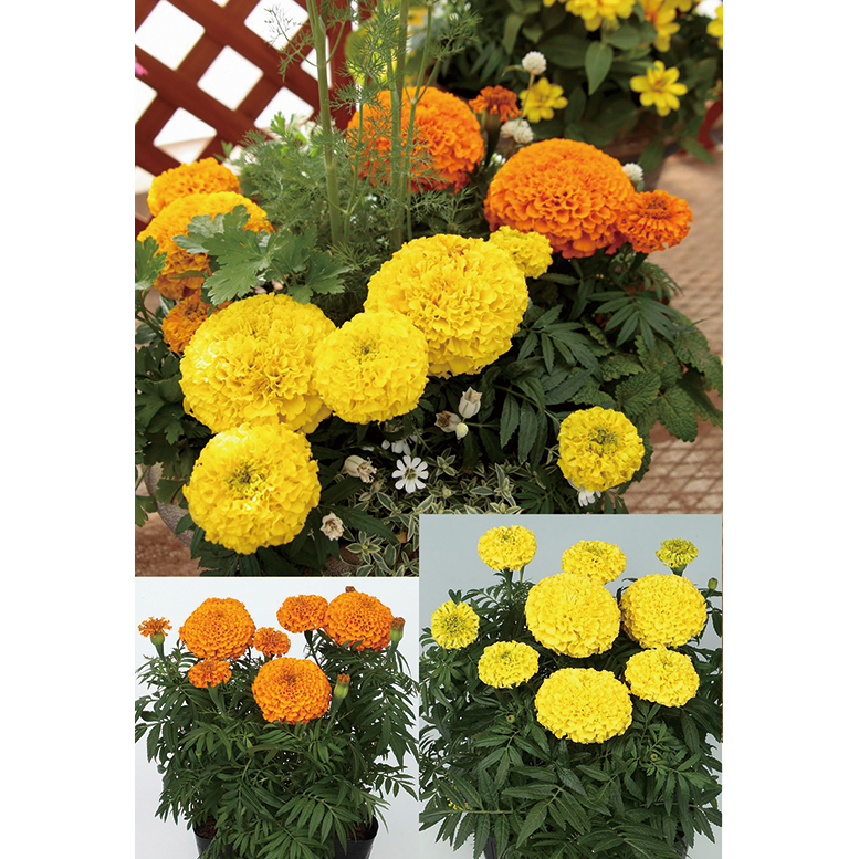 高田種苗オンライン / 巨大輪マリーゴールドプラウドマリ2色2袋