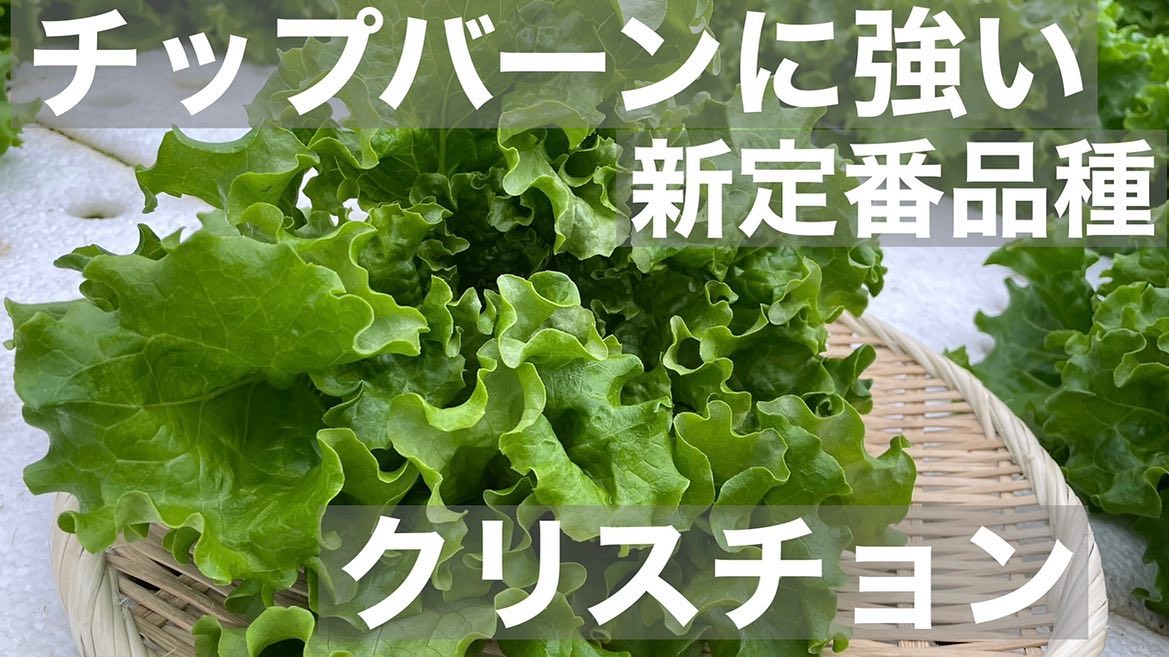チップバーンに強い新定番品種！クリスチョンです◡̈前回投稿したオルメティと共に品種紹介の動画をアップしております弊社YouTubeチャンネルよりどうぞご覧ください#高田種苗#ライクズワーン#野菜#収穫#オルメティ#クリスチョン#レタス#rijkzwaan