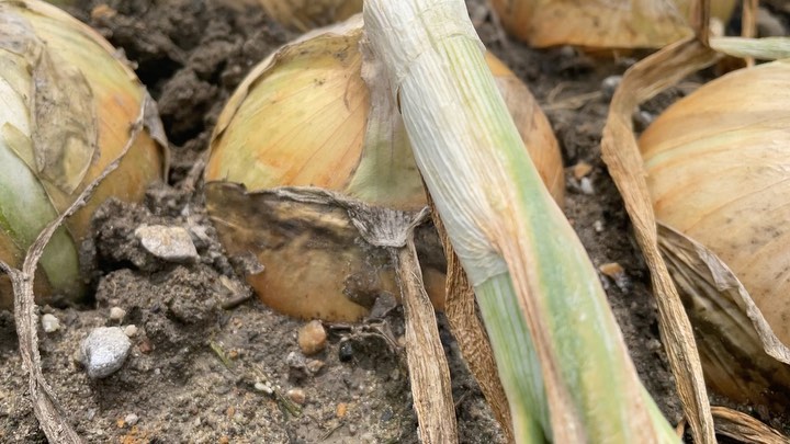 弊社玉葱品種、泉州の力がいい感じに肥大しています丸々していてソフトボールみたいですね#高田種苗#玉葱#野菜#収穫#玉葱品種#onion #takadaseed