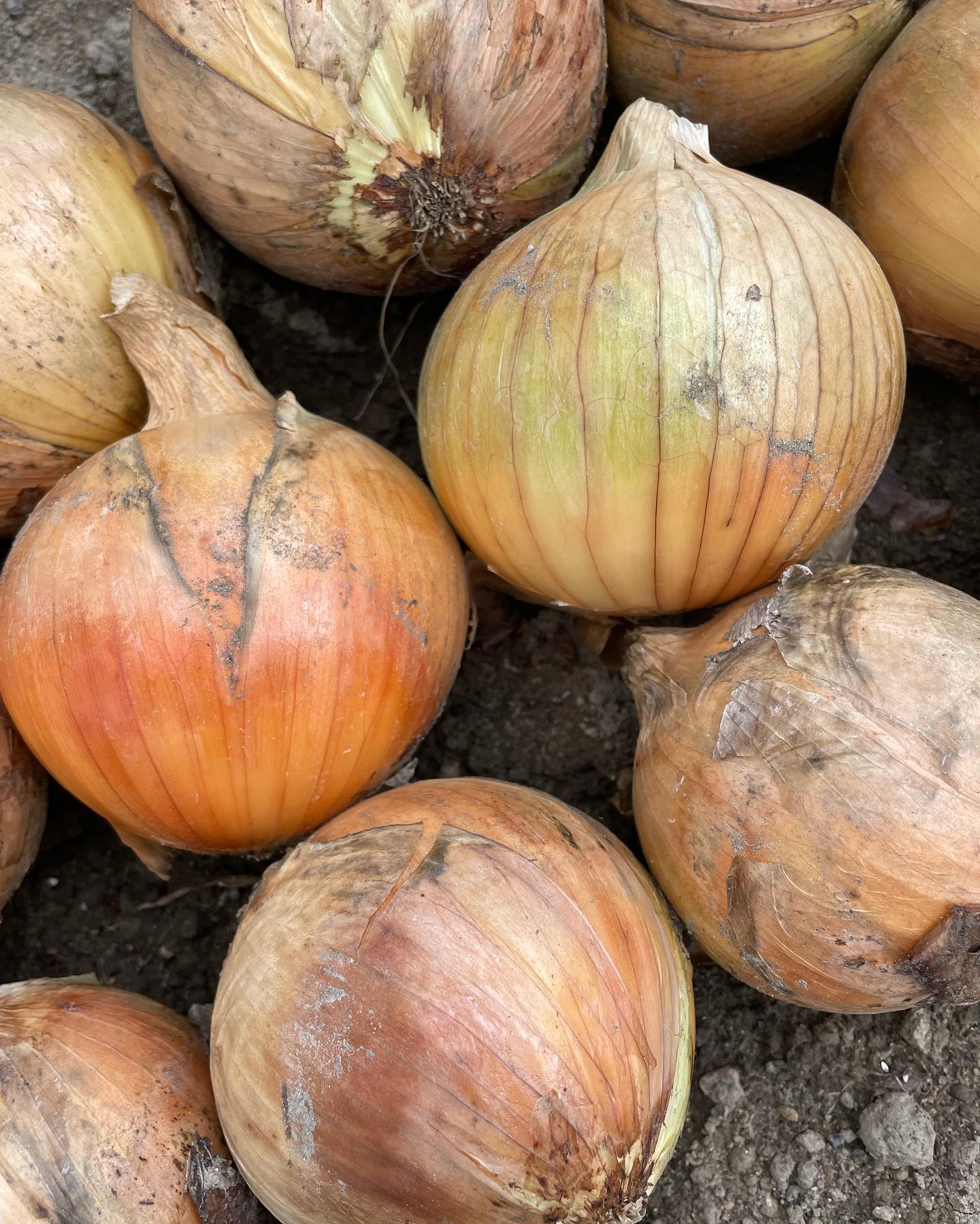 今期2回目の玉葱の社内勉強会が開催されました。去年愛知の品評会で見事一位だった品種をはじめいろんな品種の持つ特性を目で見て確認する事ができました品評会で一位だった品種（この画像）はやはり甲高で丸形、サイズも形も良く揃っていました。#高田種苗#玉葱#野菜#収穫#玉葱品種#onion #takadaseed