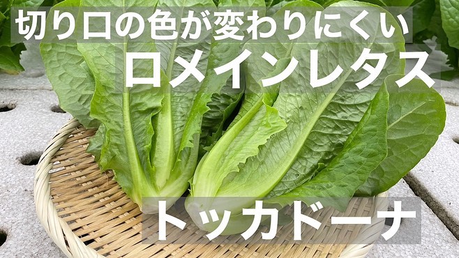 切り口の色が変わりにくいロメインレタスや甘みのあるリーフレタス🥬ライクズワーン社のレタス品種の特徴を動画にまとめさせていただきましたプロフィール画面の弊社ホームページリンクよりご覧ください#高田種苗#ライクズワーン#野菜#収穫#トッカドーナ#ロメインレタス#レタス#rijkzwaan