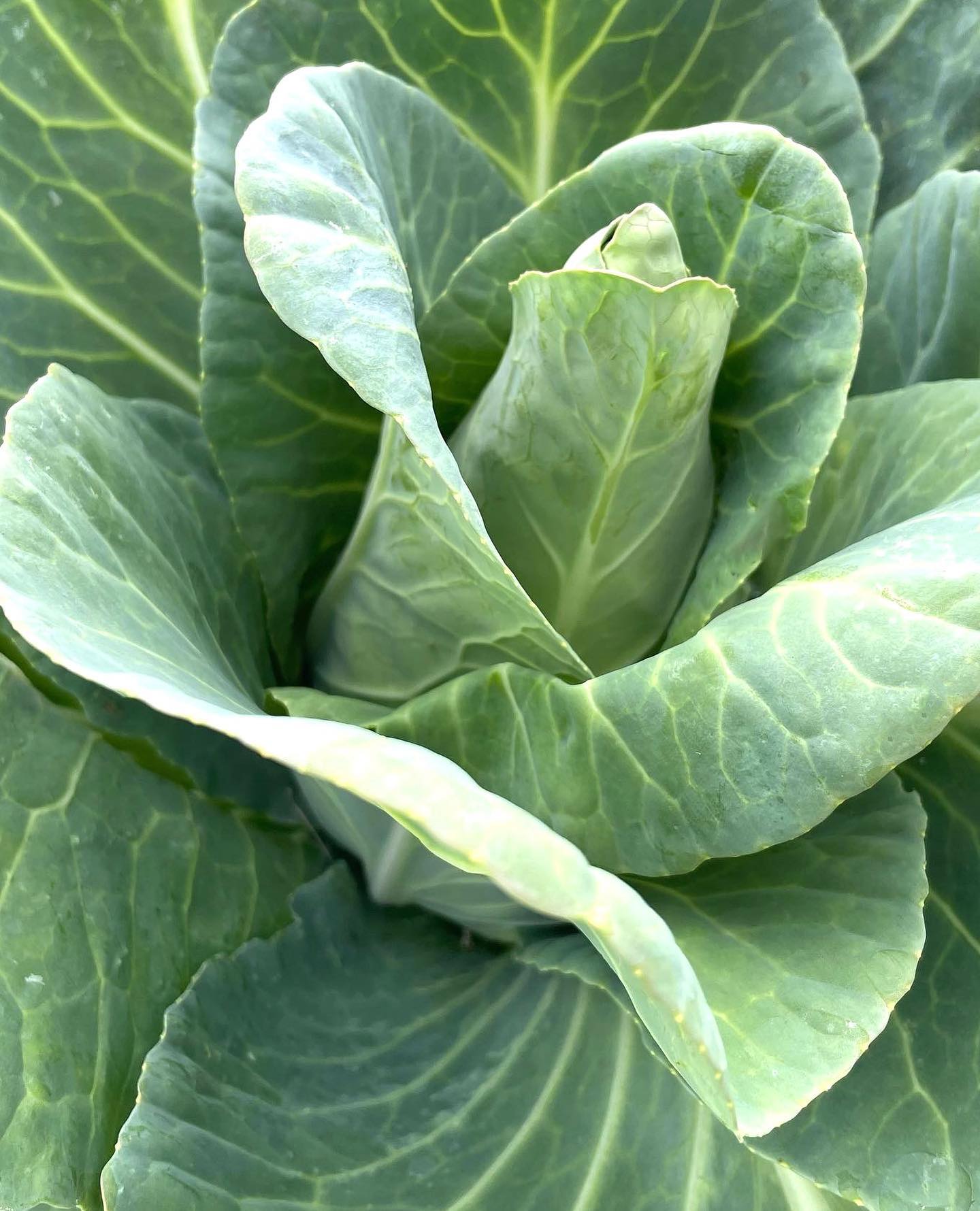 こちらライクズワーン社のとんがりキャベツ品種、ピッコリーマになりますキャベツひと玉が大きすぎて販売しにくいという青果屋さんで人気のある品種です。一株400g程度なので結構密植で栽培できるのも特徴です️#高田種苗#ライクズワーン#野菜#収穫#ピッコリーマ#rijkzwaan#キャベツ