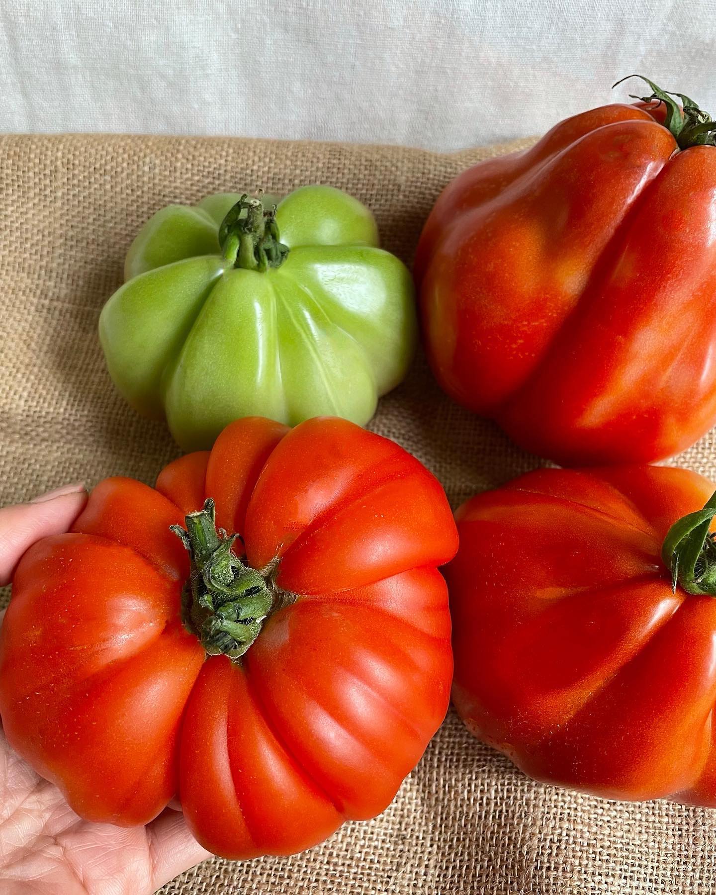 イタリア向けに品種開発しているトマトになりますしっかりした旨味が特徴なのでカットして卵と炒めると最高に美味しいです#トマト#種苗#栽培#自然#農園#収穫#サラダ#家庭菜園#園芸#種#takadaseed#organic#harvest#delicious#vegetable#seeds#farm#salad#tomato