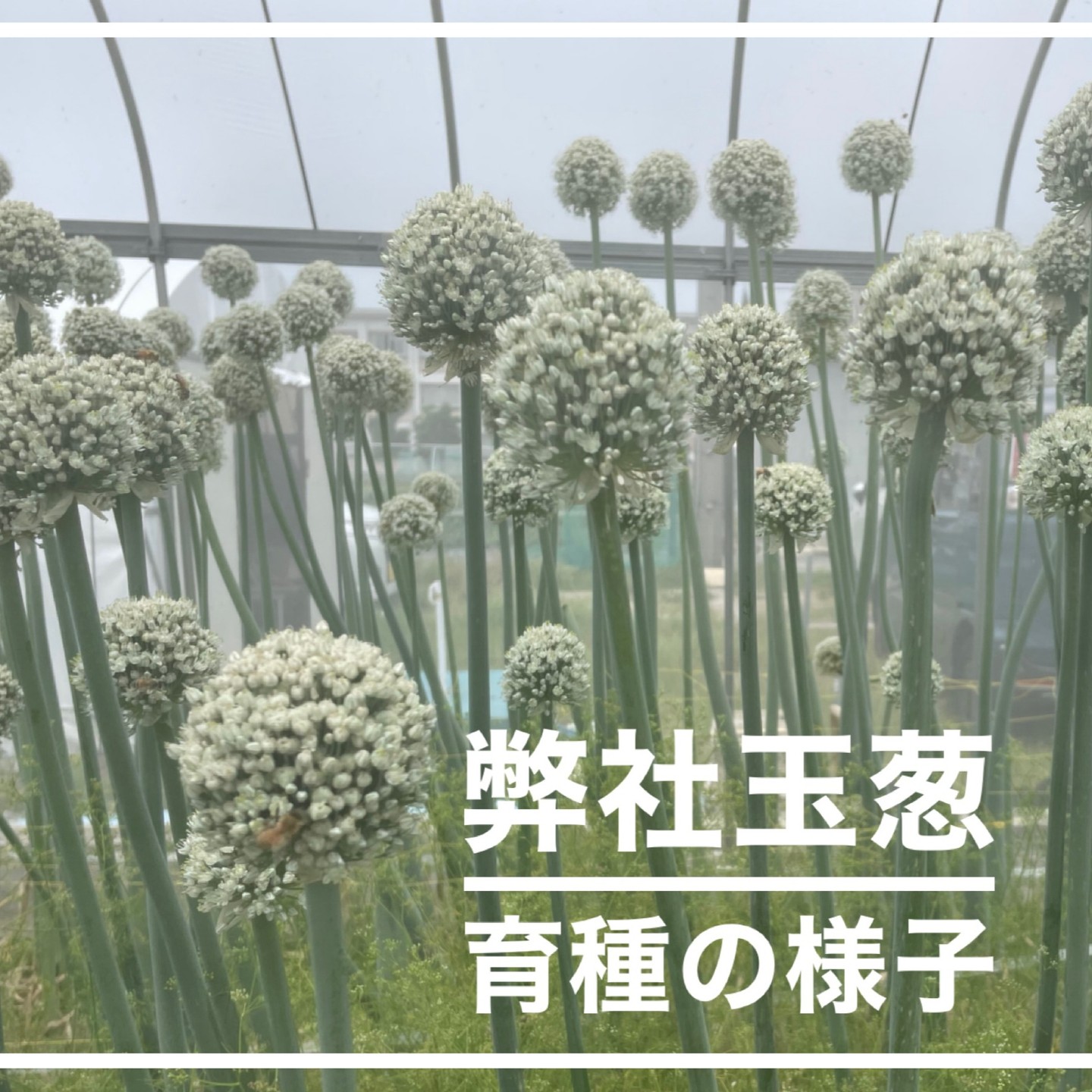 弊社玉葱品種のEXスターの育種の様子です。ハウスの中で蜂たちが交配してくれるおかげでしっかり種ができてきました。#高田種苗#玉葱品種#野菜#収穫#玉葱#EXスター