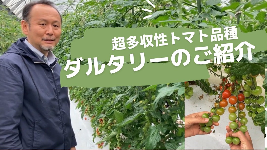 超多収性ミニトマト品種ダルタリーのご紹介動画を作成致しました。品種特性について分かりやすく説明していますので是非ご覧ください。#高田種苗#ライクズワーン#野菜#収穫#rijkzwaan#vegetables#ダルタリー#トマト