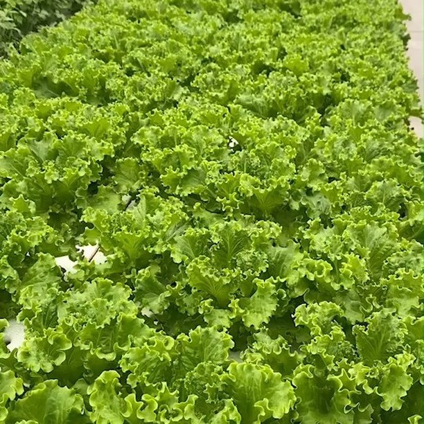 こちらはライク・ズワーン社グリーンリーフレタス品種、クリスチョンです。この厳しい暑さの中、とても順調に生育しています。チップバーンの発生も非常に少なく、適期収穫すれば抽苔も問題なし。また、お手頃サイズの高品質な葉がたくさん取れる葉数型の品種でスーパーマーケットでの株売り商品だけではなく、業務加工用にも最適です。3日間のGPECが無事終致しました。ご協力いただいた皆様、有難うございました。#高田種苗#ライクズワーン#野菜#収穫#レタス#展示会#GPEC#rijkzwaan#vegetables