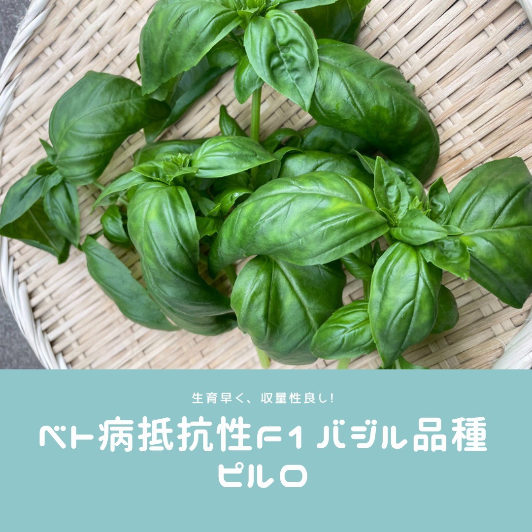 ベト病抵抗性F1品種　ピルロのご紹介！特性・草丈はやや高め、収量性良し・葉は大きく、葉面は滑らか・強めの香りで風味が良い生産者さんの中でも好評です。夏らしい爽やかな風味をパスタやサラダで楽しみたいものですね#高田種苗#ライクズワーン#野菜#収穫#ピルロ#バジルrijkzwaan#vegetables