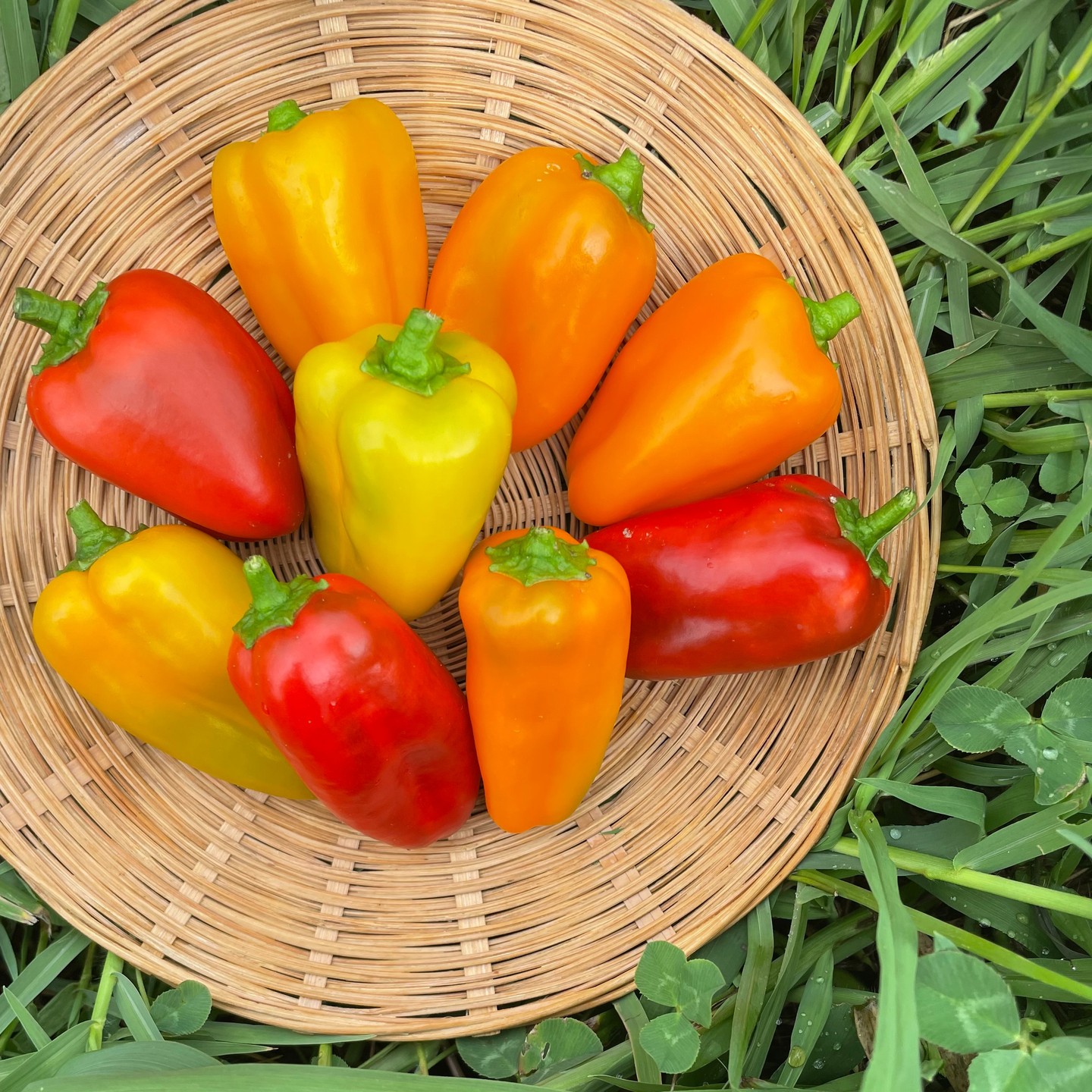 スナックパプリカを栽培いただいている生産者さんの農場に行ってきました。コロコロと可愛いパプリカがたくさんついて見るからに甘くて美味しそうでした葉の色も濃く、安定して収穫できているようで生産者さんも毎年リピートで栽培いただいており、今年も順調に収穫できているとの事でした。#高田種苗#ライクズワーン#野菜#収穫#レッドタタン#イエローズッパ#オレンジタルタ#rijkzwaan#vegetables