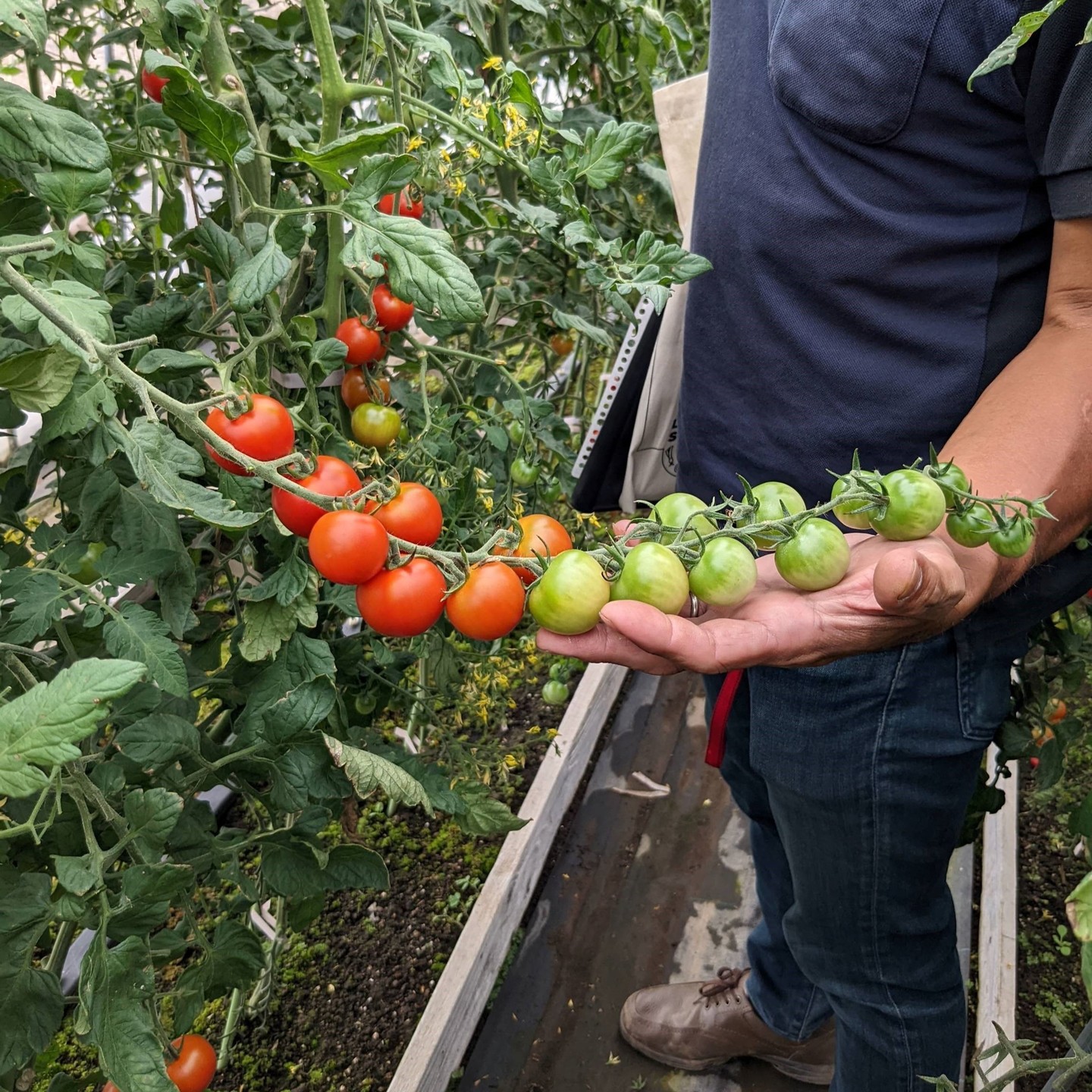 長野県ミニトマト生産者の圃場にて撮影したアマイアリー果房です！順調に生育しております！グラデーションもとても綺麗ですね#高田種苗#ライクズワーン#野菜#収穫#rijkzwaan#vegetables #アマイアリー #トマト品種#トマト#tomato