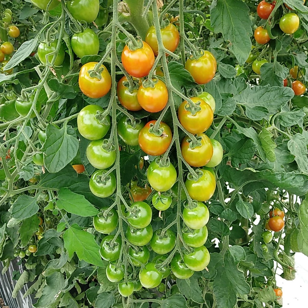 北海道の生産者様のところで撮影したRZ社トマト品種、ダルタリーになります。鈴なりに大きめの果実がついています！とても綺麗に栽培いただき有難うございます。#高田種苗#ライクズワーン#野菜#収穫#トマト#ダルタリー#農家#生産者#農業#rijkzwaan#vegetables#tomatoes