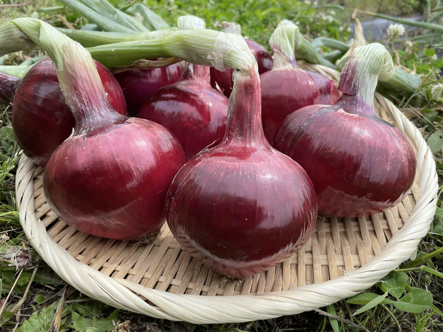 こちら弊社の早生赤玉葱「泉州の茜」になります。形が綺麗で揃いが良く、甘いのでサラダ玉葱にピッタリの品種です。9月から種が蒔けますのでこれから栽培が始まるところです。#高田種苗#玉葱#野菜#収穫#玉葱品種#onion #takadaseed #早生赤玉葱 #泉州の茜 #redonion