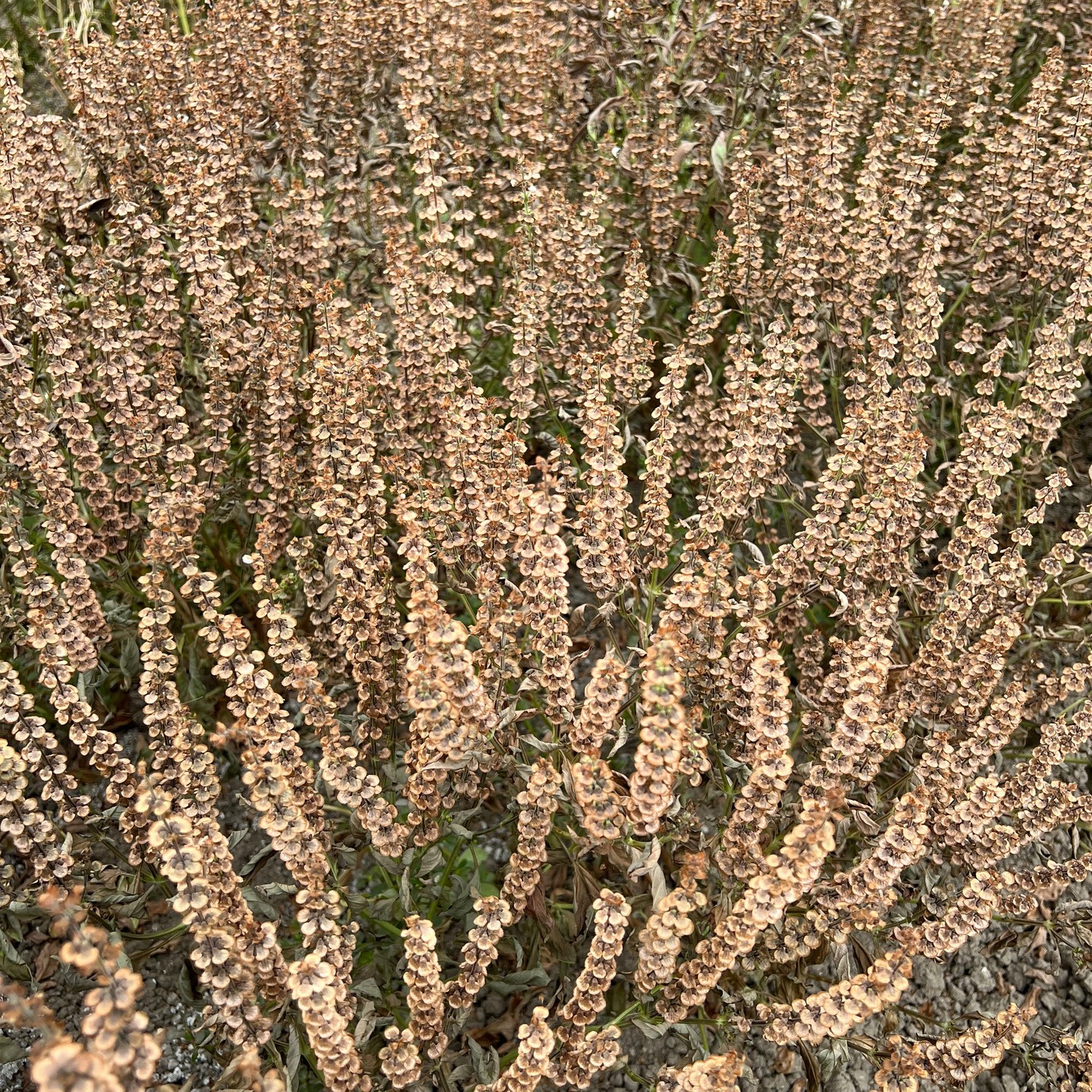 こちらはイタリア、プーリア州でのバジルの採種圃場の様子です。圃場でバジルを乾燥させています。写真をみているだけでもバジルのいい香りがしてきそうですね。そこでの食事の様子です。小さめのトマトをパンにどんどん塗っていく様子が。。。国が変わればトマトの食べ方も少しずつ違ってくるようです。#高田種苗#バジル#野菜#収穫#畑#農家#イタリア#プーリア#basil#seed#takadaseed#farm#Italia#Puglia