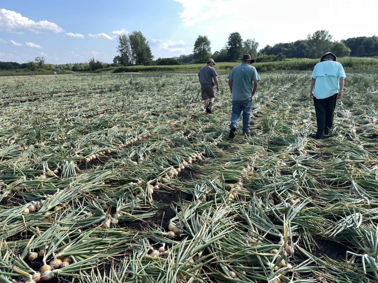 こちらはトロントとモントリオールの玉葱圃場の様子です。日本のように種から苗にして定植するのではなく直接種をまいた畑で栽培しています。（直播といいます）日本より密植で圃場にびっしりと玉葱が育っている様子が伺えます。日本と離れた地でも抽苔もなく綺麗に育っていますね。#高田種苗#玉葱#野菜#収穫#玉葱品種#トロント#モントリオール#onion #takadaseed#toronto#montreal